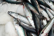 Fresh mackerel on ice on the Port au Port peninsula.