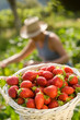 Cueillette des fraises