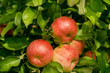 Red organic apples