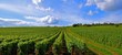 Paysage de vignes. Paysage de vignes.