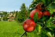 Red organic apples