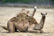 Photo: Camel on the field Camel on the field