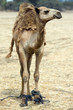 Photo: Camel on the field Camel on the field