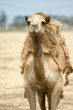 Photo: Camel on the field Camel on the field