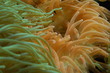 Photo: anemone anemone