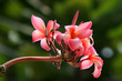 Frangipani (Plumeria)