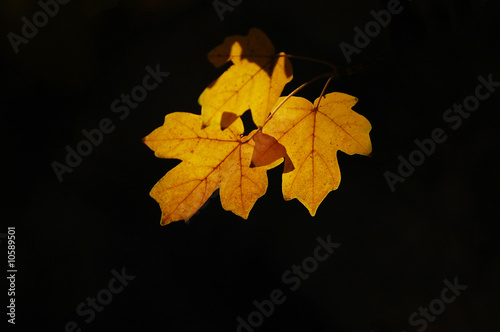 Photo: autumn autumn