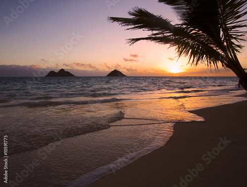 hawaii beaches with palm trees. Lanikai each with palm tree in Hawaii at sunrise © tomas del amo #10591775. Lanikai each with palm tree in Hawaii at sunrise