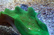 Photo: flore aquatique flore aquatique