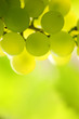 Close-up of a bunch of grapes on grapevine. Shallow DOF. Close-up of a bunch of grapes on grapevine. Shallow DOF.