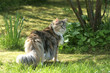 chat maine coon en promenade dans la campagne