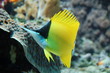poisson tropical