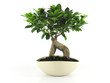 Bonsai - ficus