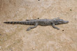 Alligator