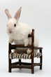 bunny ib a chair