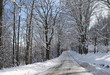 winter forest