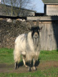 billy goat