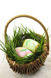 Easter eggs with green grass