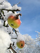 Winter apple vertical