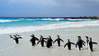 King Penguins