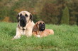 famille mastiff en plein repos dans le jardin famille mastiff en plein repos dans le jardin