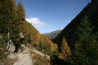 MELEZE EN AUTOMNE CHAMONIX