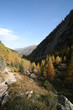 MELEZE EN AUTOMNE CHAMONIX