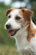 la tete du jack russel terrier vue de profil la tete du jack russel terrier vue de profil