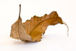 feuille morte