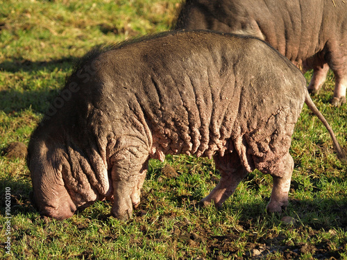 Photo: Chinesisches Maskenschwein Chinesisches Maskenschwein
