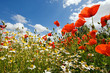 fleurs des champs
