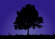 A solitary tree stands in a night background