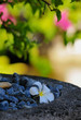 Frangipani