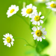 sommer, sonne, kleine blümchen