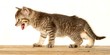 Aggressive kitten Aggressive kitten