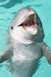 bottle-nose dolphin