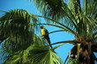 Parrot Perched on top of Palm Tree Parrot Perched on top of Palm Tree