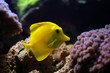 tropical fish (Zebrasoma flavescens)