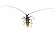 Capricorn beetle