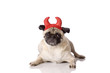 devil dog