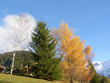 Bouquet d'arbres en automne Bouquet d'arbres en automne