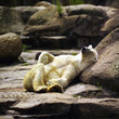 Foto: Fauler Eisbär Fauler Eisbär