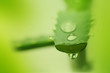 aloe aloe