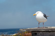 Möwe