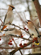 Three cedar waxings eating an crab apples