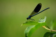 Libellule sur une feuille