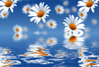 Camomile background Camomile background