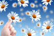 Camomile Camomile