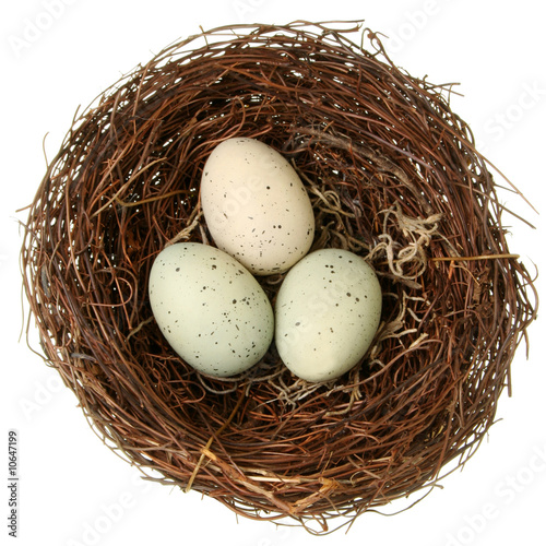 Bird nest with eggs isolated on white Bird nest with eggs isolated on white