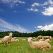 A lot sheep on the beautiful green meadow A lot sheep on the beautiful green meadow
